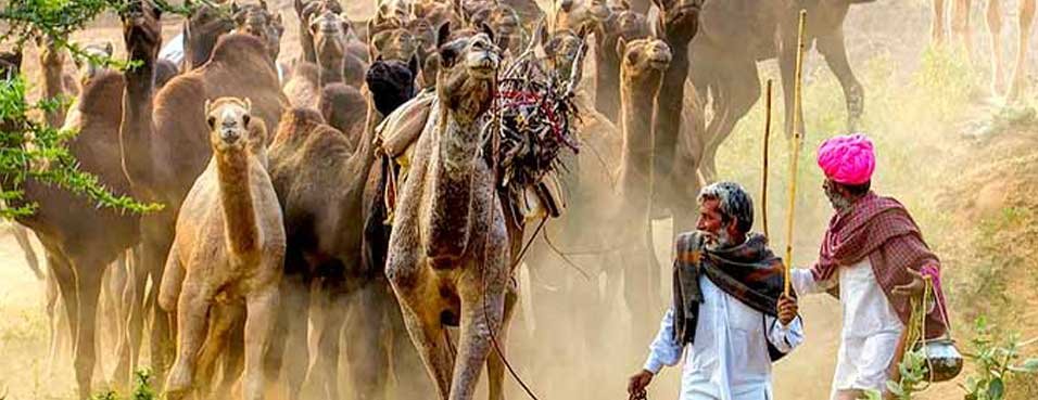 Pushkar tour packages